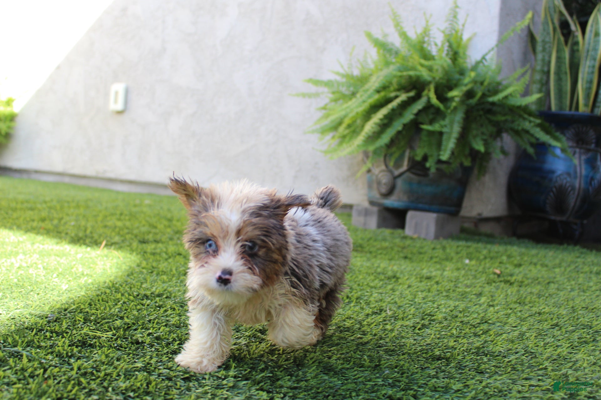 Yorkshire Terrier dogs Yorkshire Terrier Puppy 1 - Ad 1