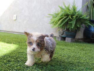 Yorkshire Terrier dogs Yorkshire Terrier Puppy 1 - Ad 1