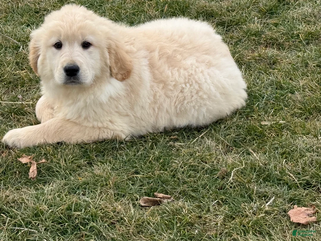 Golden Retriever dogs for sale: Peaches - Ad 1