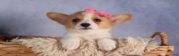 Welsh Corgi Pembroke dogs for sale: Callie  - Ad 13