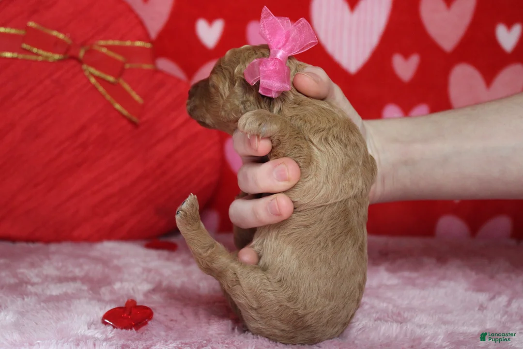 Goldendoodle dogs for sale: Izzy - Ad 9