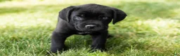 Cane Corso dogs for sale: Ace - Ad 2