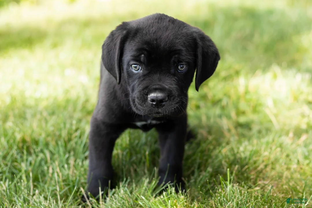 Cane Corso dogs for sale: Ace - Ad 2