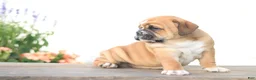 Beabull dogs for sale: Tiger - Ad 3