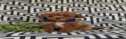Maltipoo dogs for sale: Daine - Ad 4