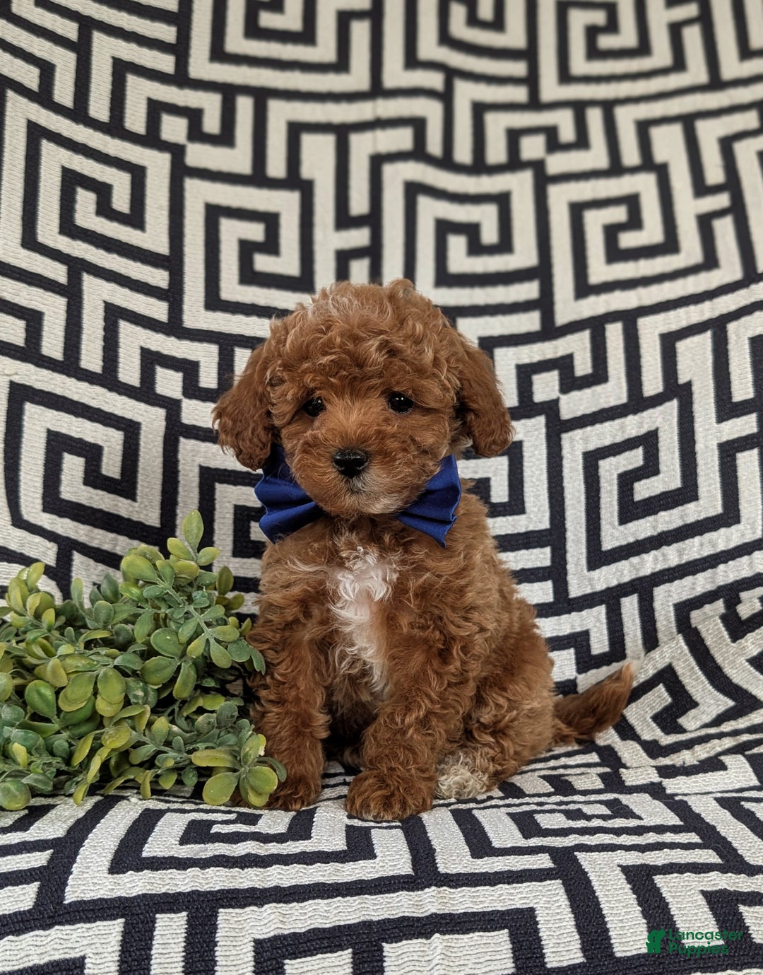 Maltipoo dogs for sale: Daine - Ad 4