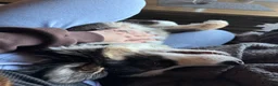 Australian Shepherd dogs for sale: Australian Shepherd Puppy 1 - Ad 3