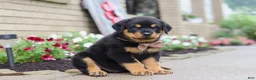 Rottweiler dogs for sale: Dakota - Ad 4