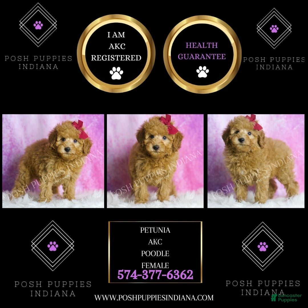 Miniature Poodle dogs for sale: Petunia - Ad 2