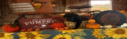 Labrador Retriever dogs for sale: Labrador Retriever 1 - Ad 6