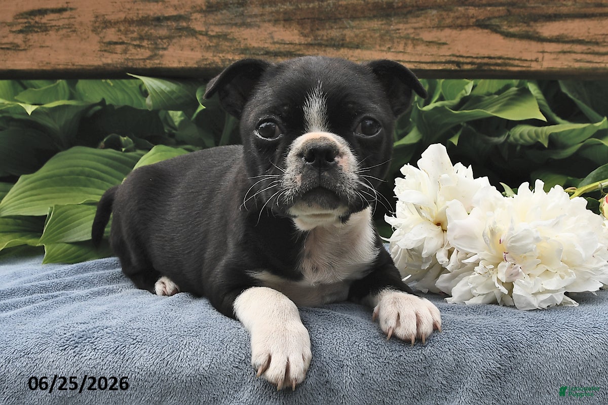 Boston Terrier dogs Inky - Ad 2