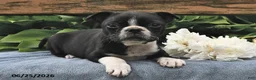 Boston Terrier dogs for sale: Inky - Ad 2