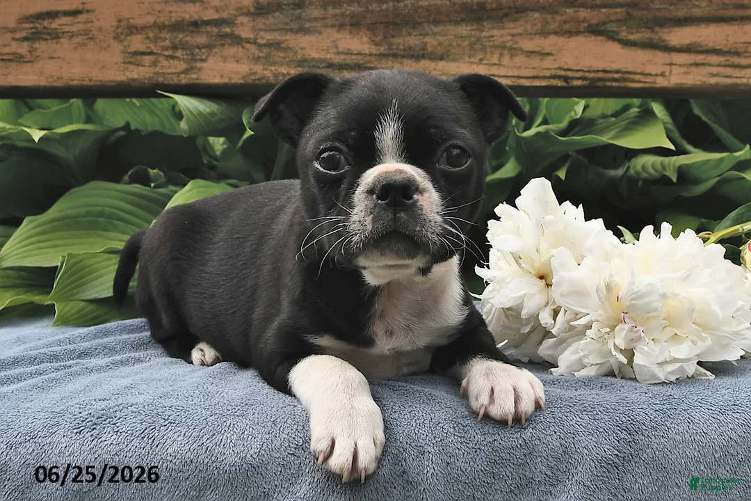 Boston Terrier dogs for sale: Inky - Ad 2