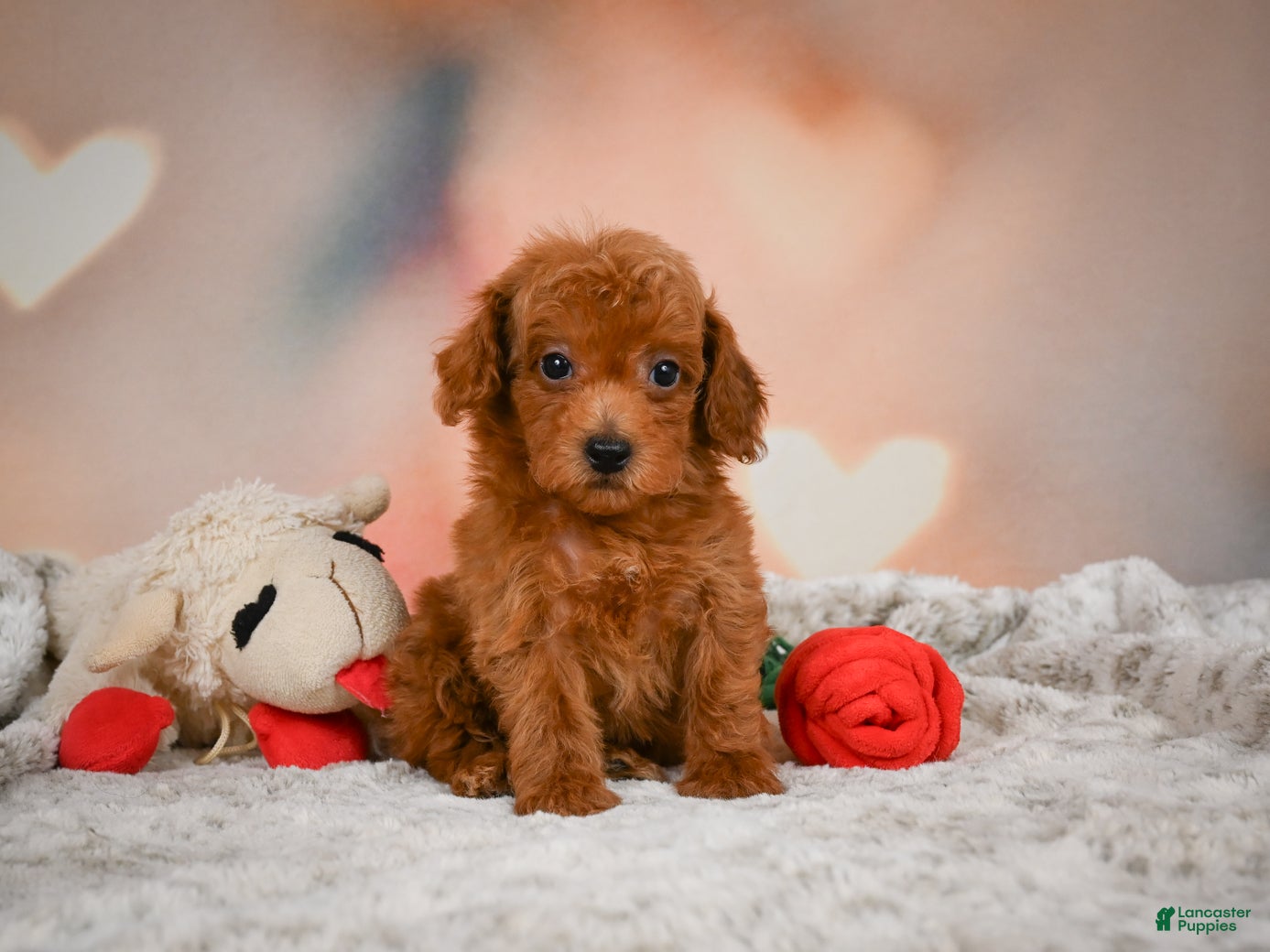 Toy Poodle dogs Archie  - Ad 2