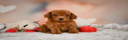 Toy Poodle dogs for sale: Archie  - Ad 2