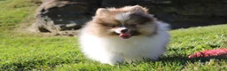 Pomeranian dogs for sale: Bentley AKC - Ad 7