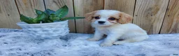 Cavachon dogs for sale: Blitz - Ad 3