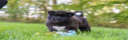 Akita dogs for sale: Bear - Ad 1