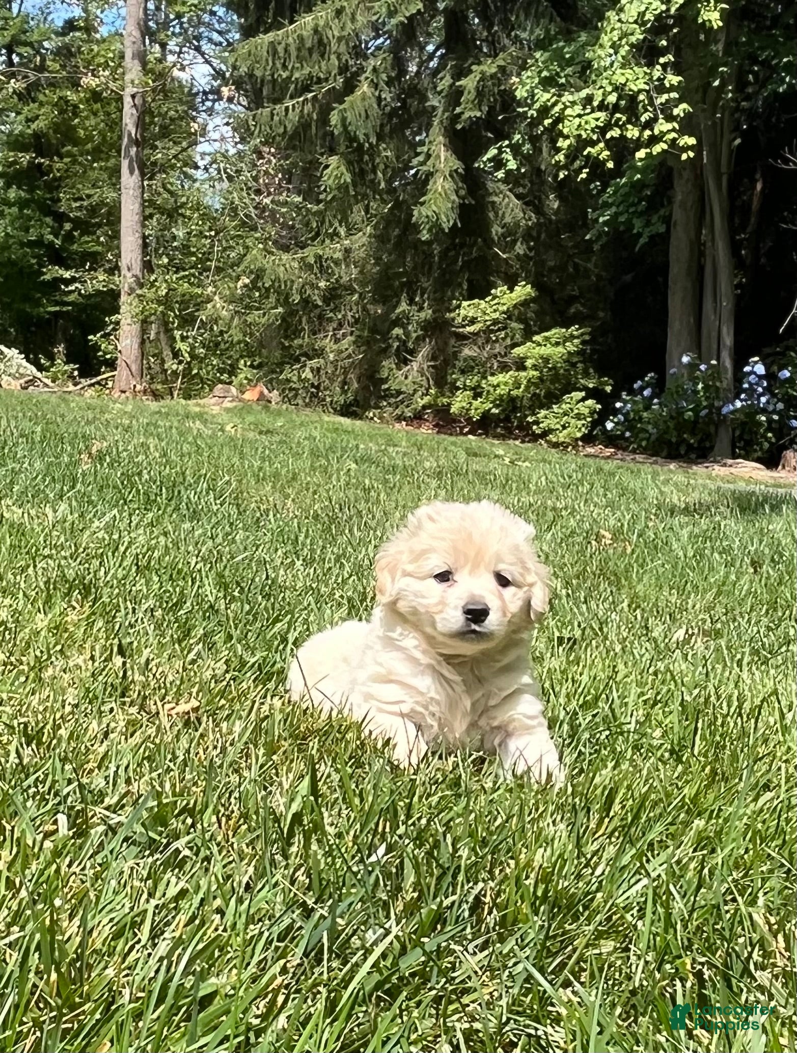 Mixed Breed dogs Sweet Pea❤️AKC Cocker Spaniel🐾American Eskimo🐶15pds at Maturity - Ad 1