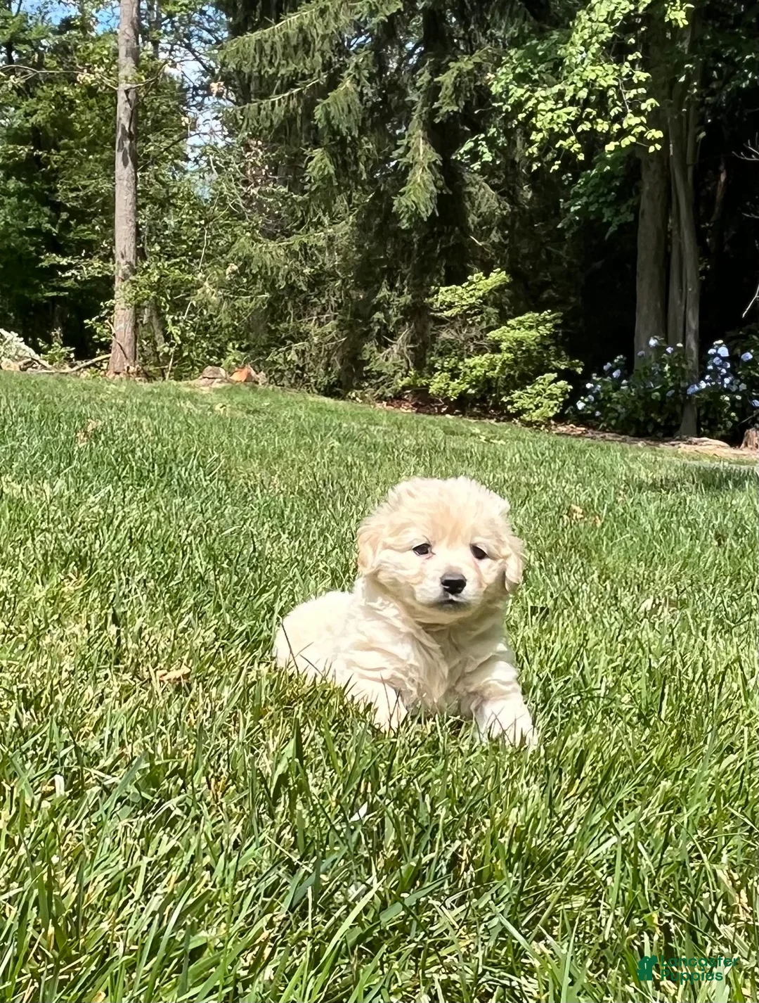 Mixed Breed dogs for sale: Sweet Pea❤️AKC Cocker Spaniel🐾American Eskimo🐶15pds at Maturity - Ad 1