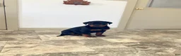 Rottweiler dogs for sale: Mr Bill - Ad 3
