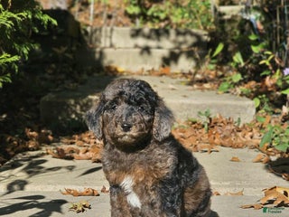 Miniature Poodle dogs - Ad 27