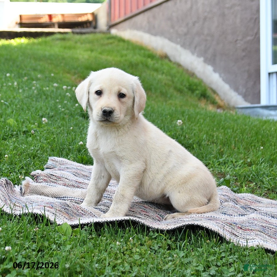 Labrador Retriever dogs Gracie - Ad 2