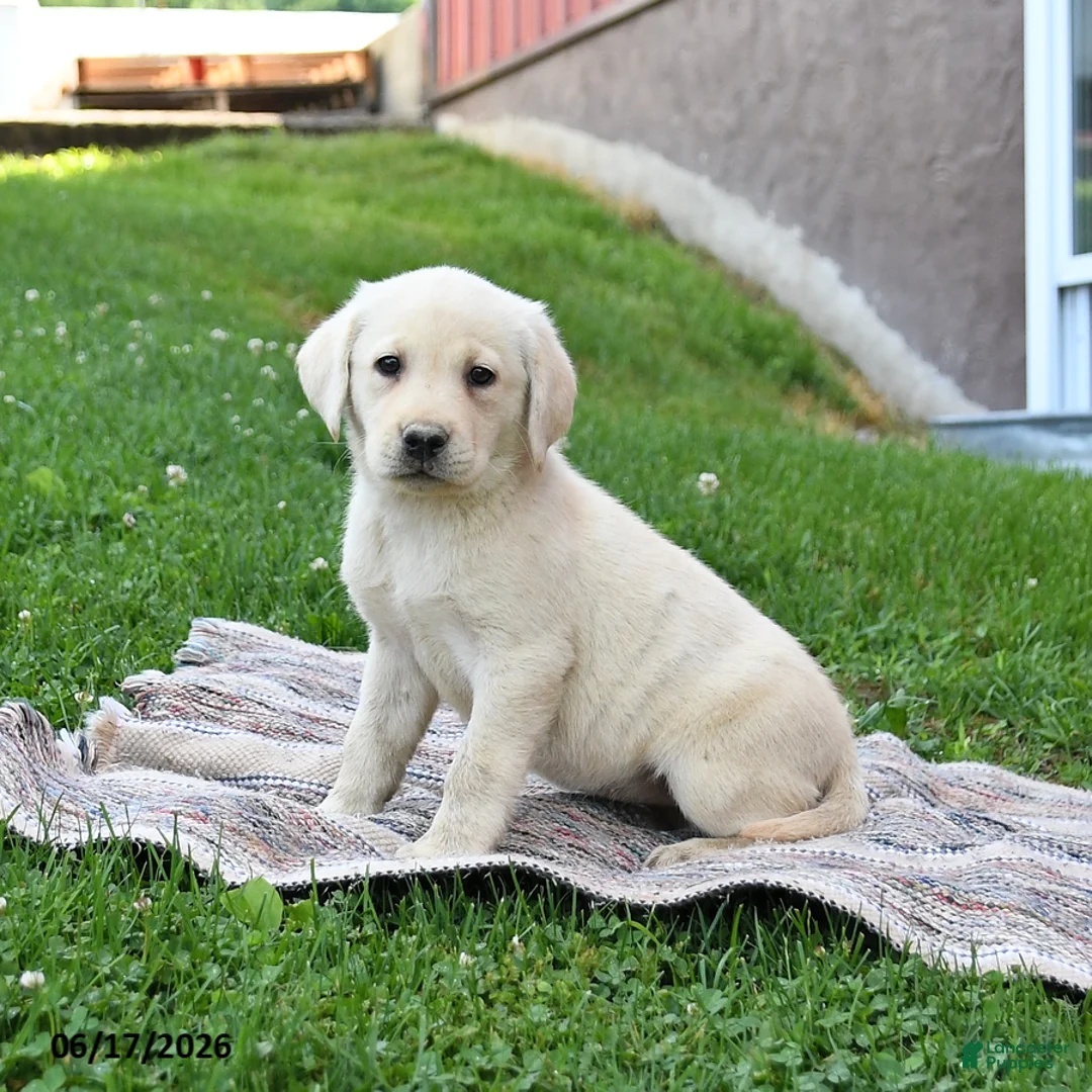 Labrador Retriever dogs for sale: Gracie - Ad 2