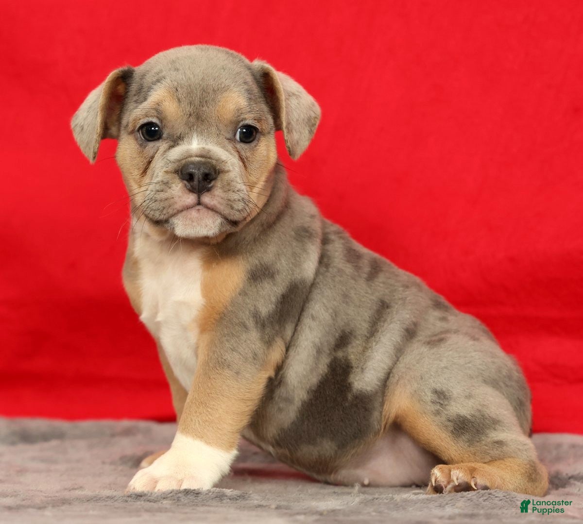 Beabull dogs Captain - Ad 2