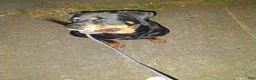 Rottweiler dogs for stud: Big Boy Deuce  - Ad 3