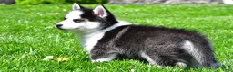 Pomsky dogs for sale: Ozzy - Ad 6