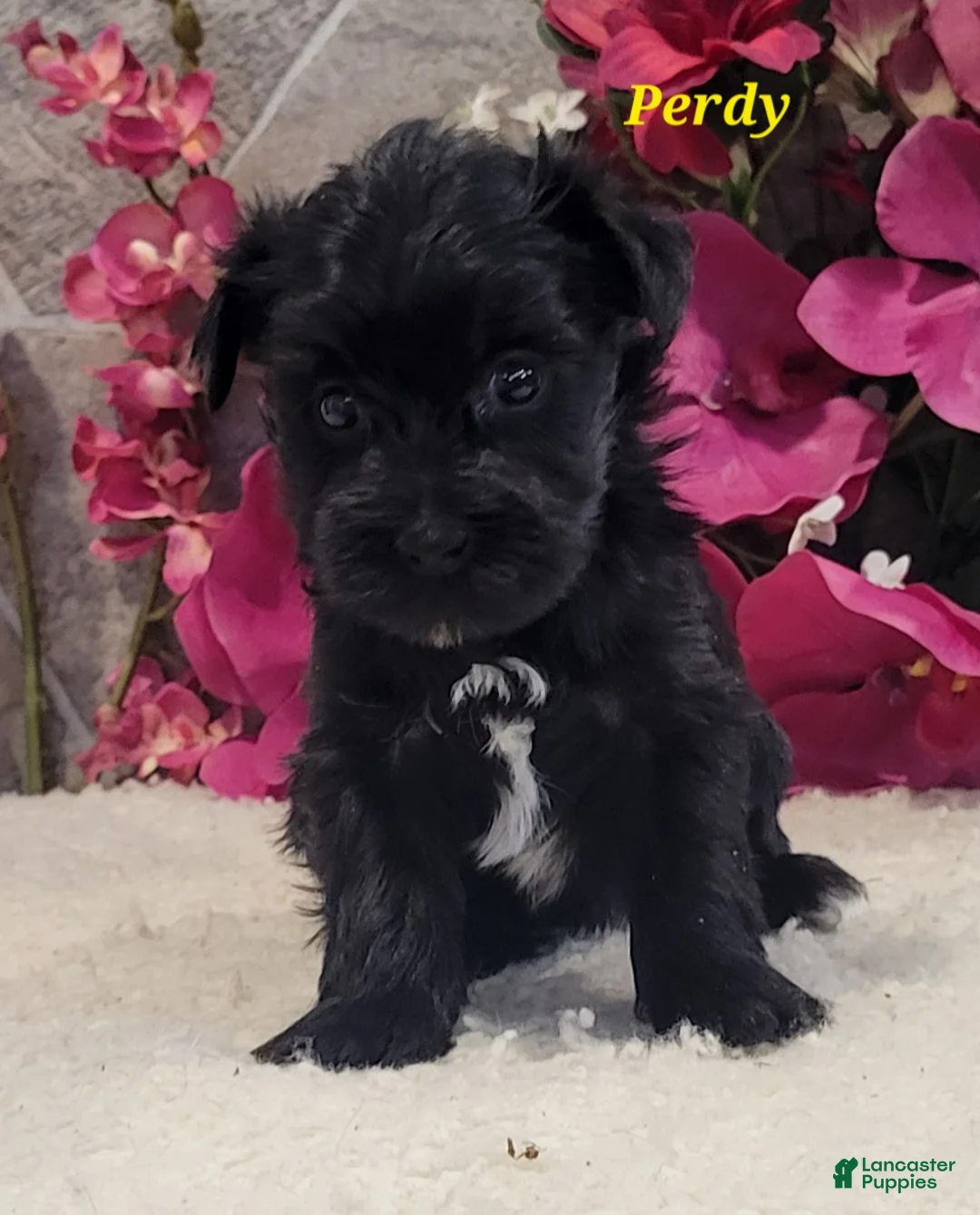 Morkie dogs for sale: Perdy - Ad 3