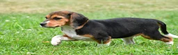 Beagle dogs for sale: Vicki - Ad 6