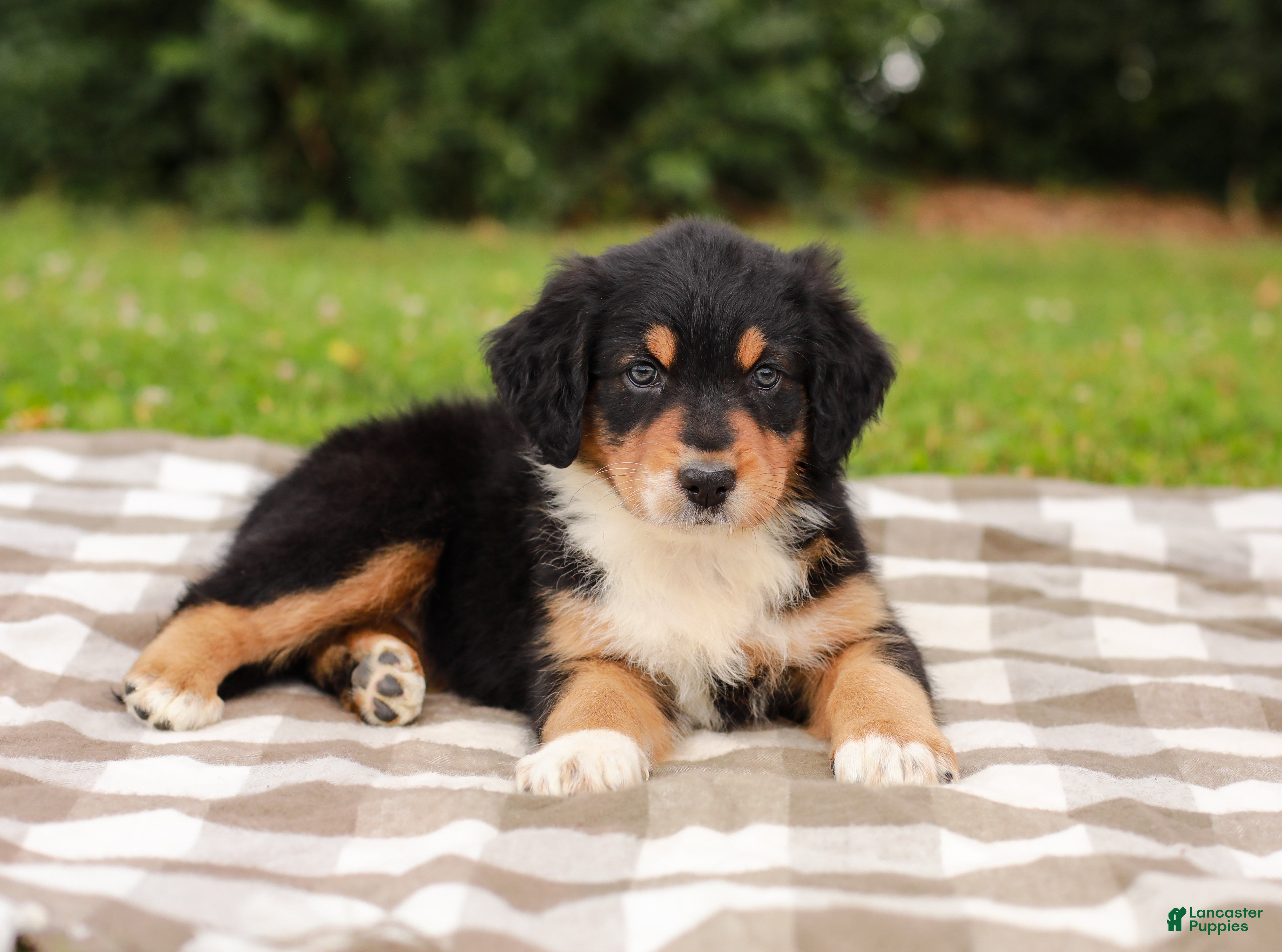 Aussiedoodle dogs Kimbo Standard Sized - Ad 2