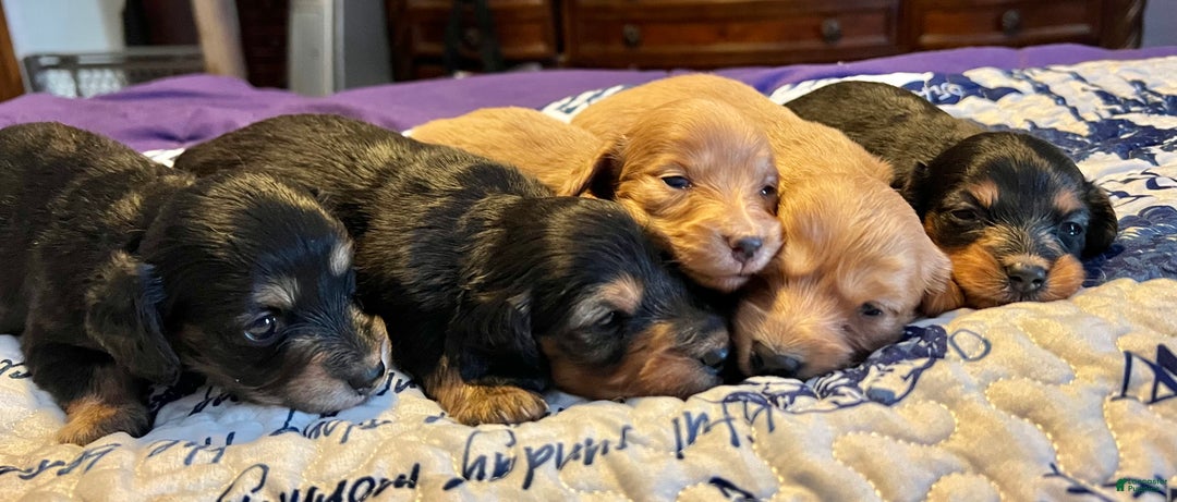 Miniature Dachshund dogs for sale: Triscuit Russian red - Ad 2
