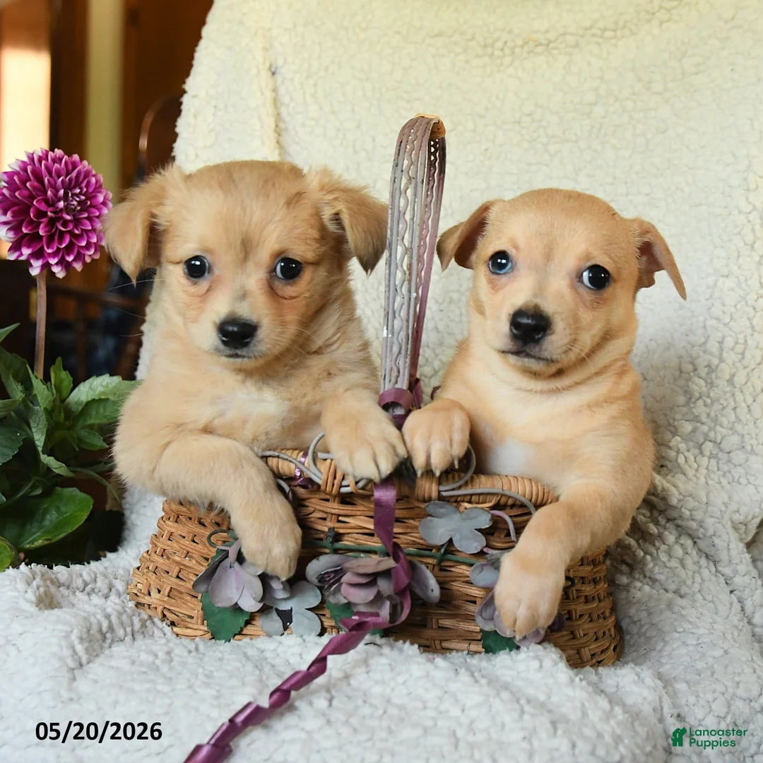 Chihuahua dogs for sale: Leo - Ad 3