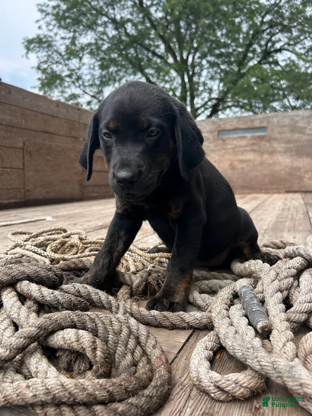 Mixed Breed dogs for sale: Sasha - Ad 2