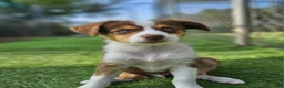 Australian Shepherd dogs for sale: Australian Shepherd 1 - Ad 2