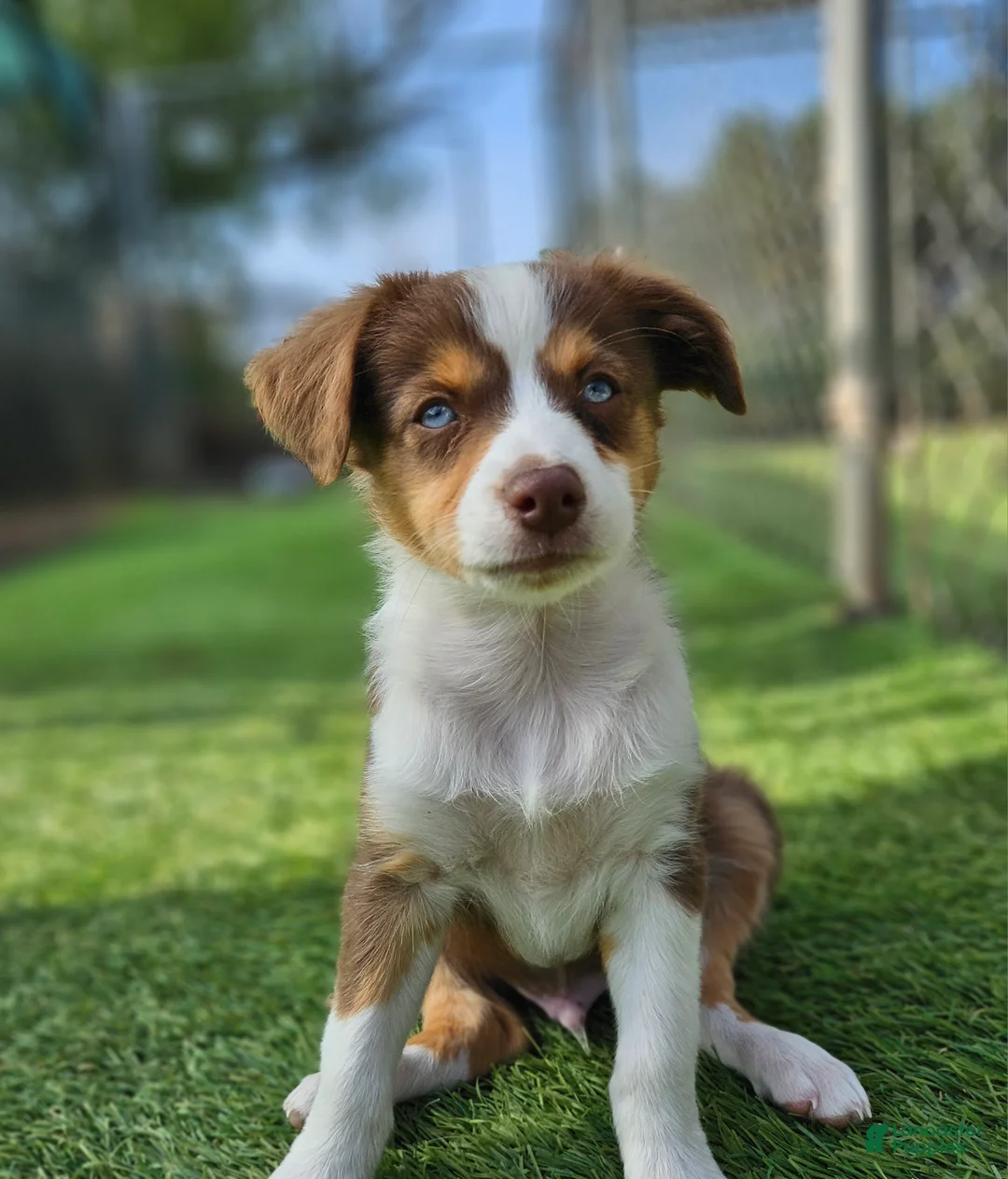 Australian Shepherd dogs for sale: Australian Shepherd 1 - Ad 2