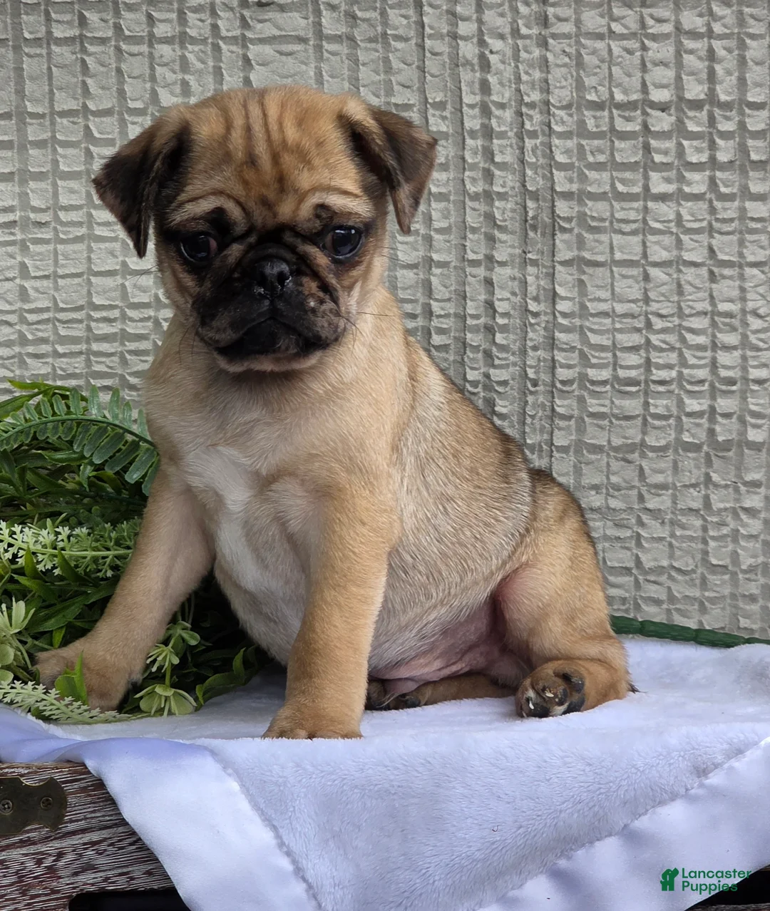 Pug dogs for sale: Bentley  - Ad 2