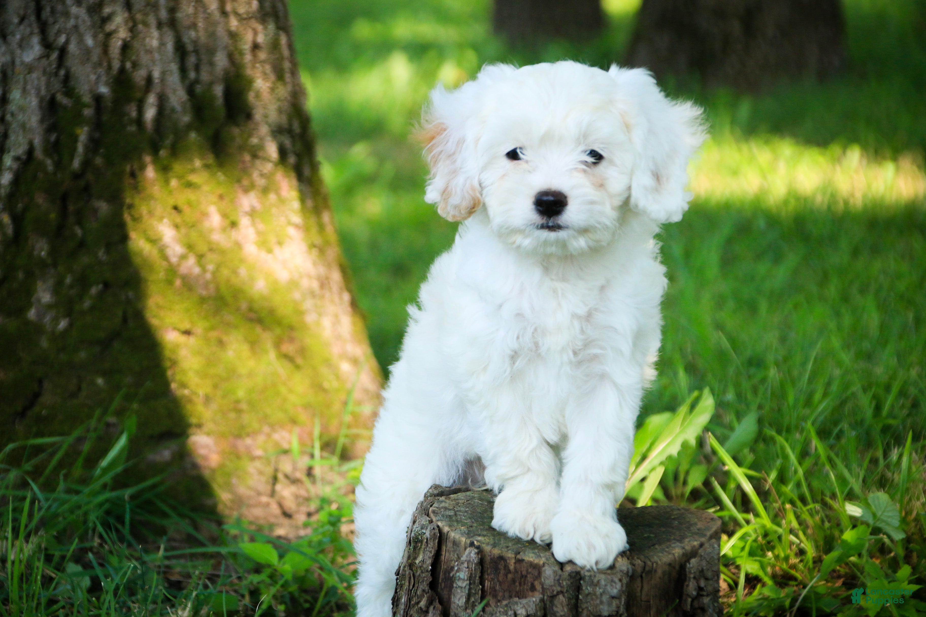 Mixed Breed dogs Smurf Munchkin Bernedoodle - Ad 1