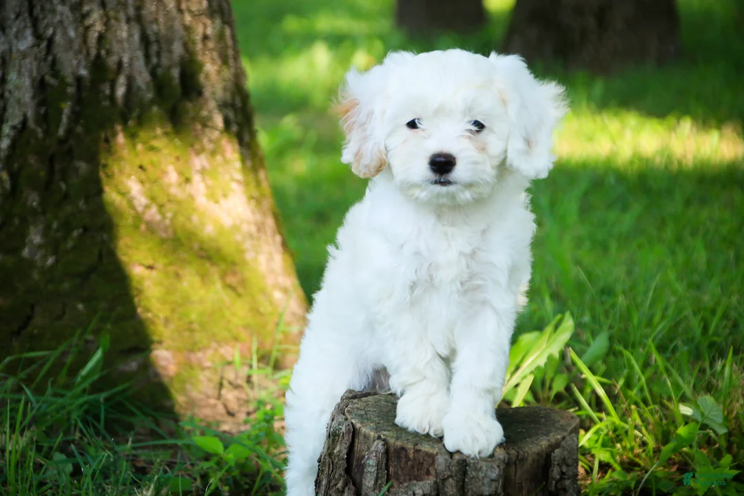 Mixed Breed dogs for sale: Smurf Munchkin Bernedoodle - Ad 1