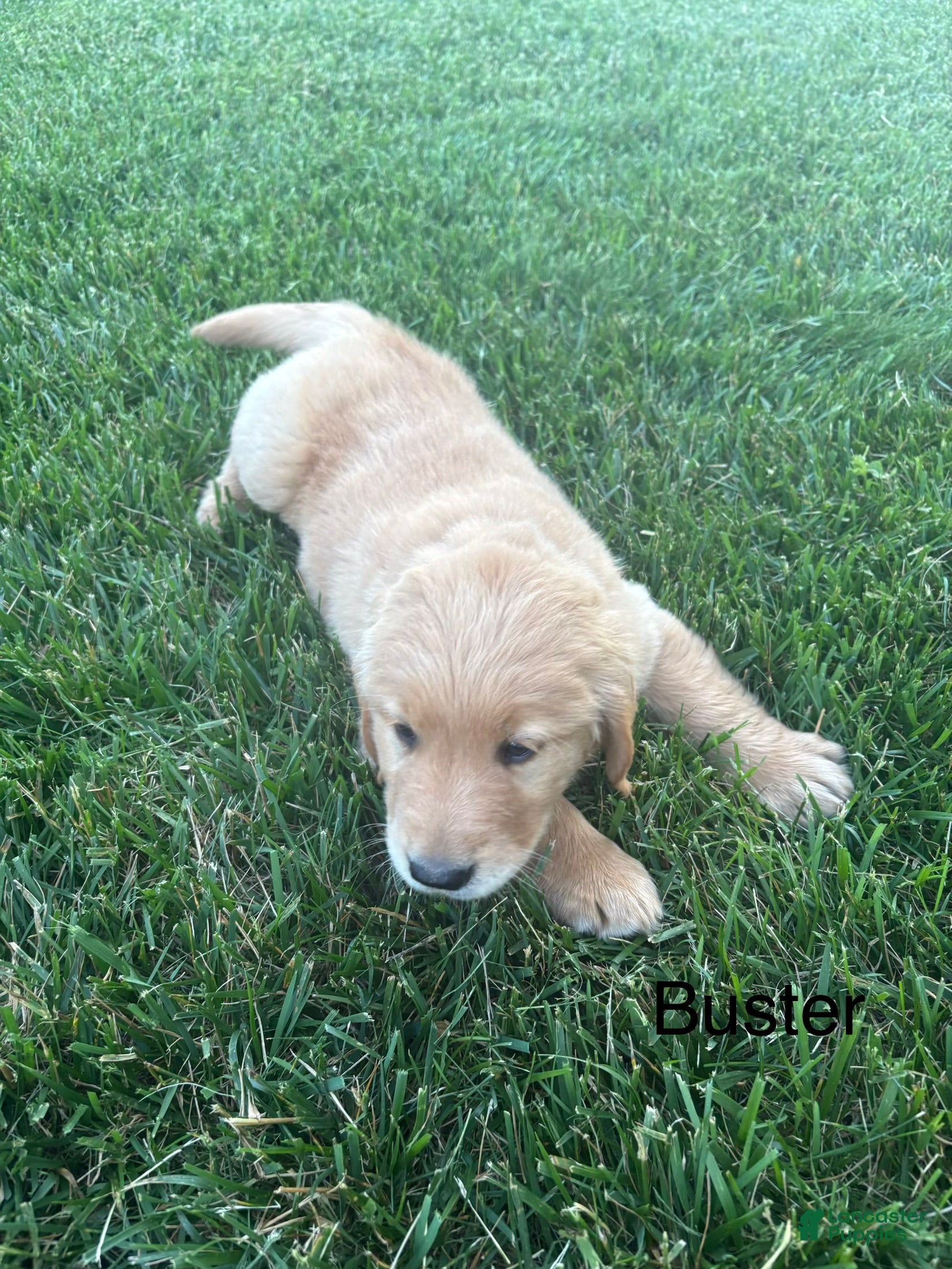 Golden Retriever dogs for sale: Buster - Ad 4