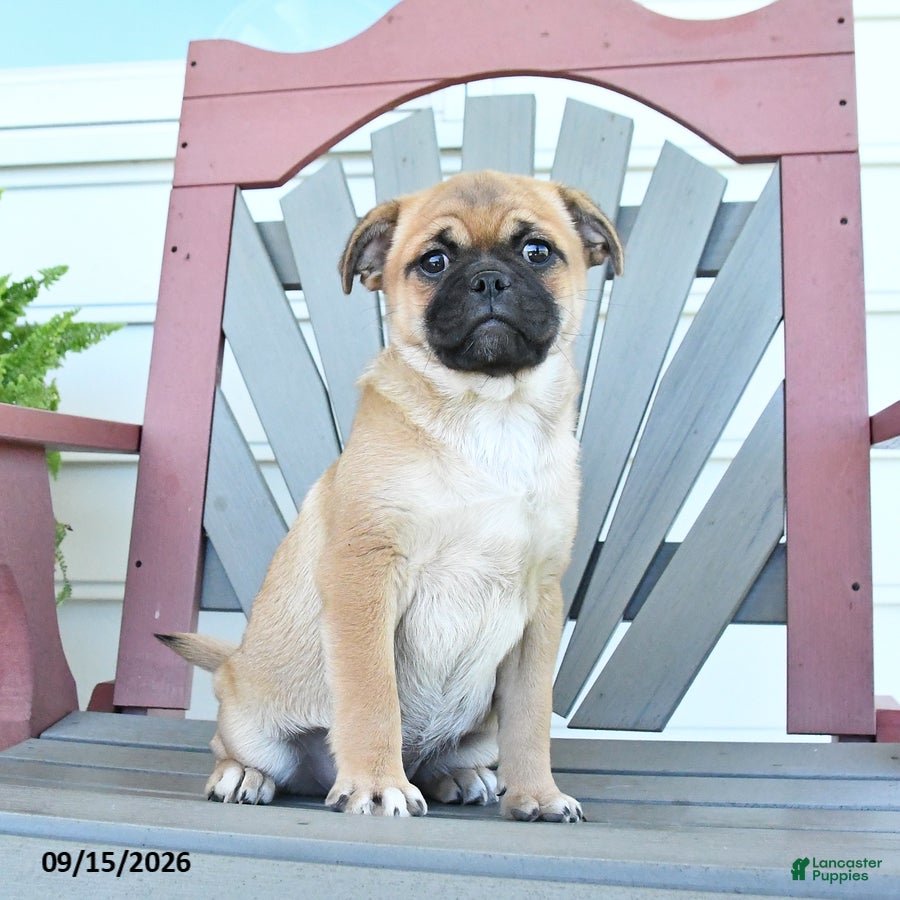 Mixed Breed dogs Skipper - Ad 2