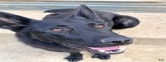 Bella 