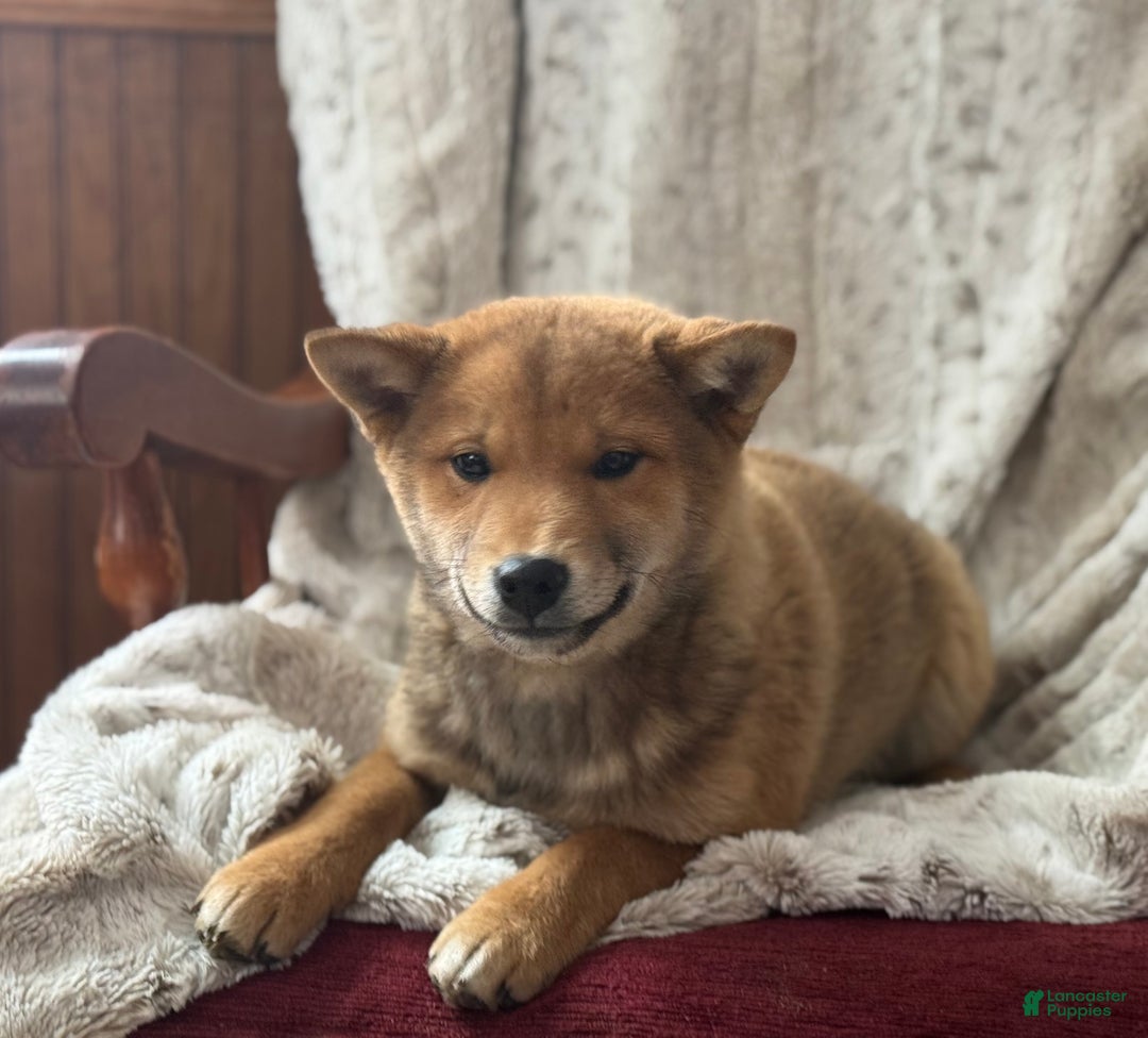 Shiba Inu dogs for sale: Shiba Inu Puppy 1 - Ad 8