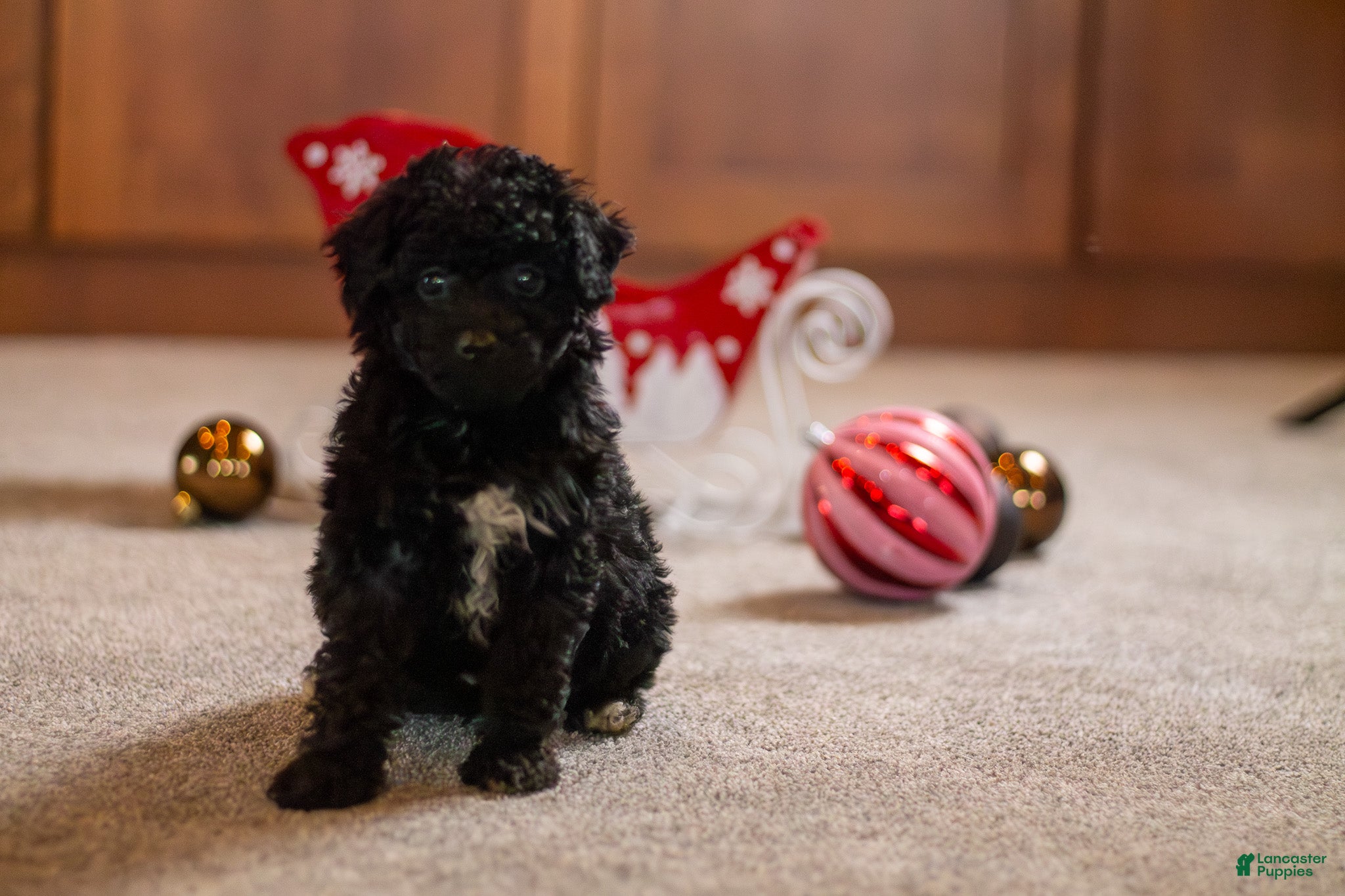 Bichpoo dogs Joy - Ad 14