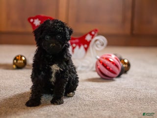 Bichpoo dogs Joy - Ad 27