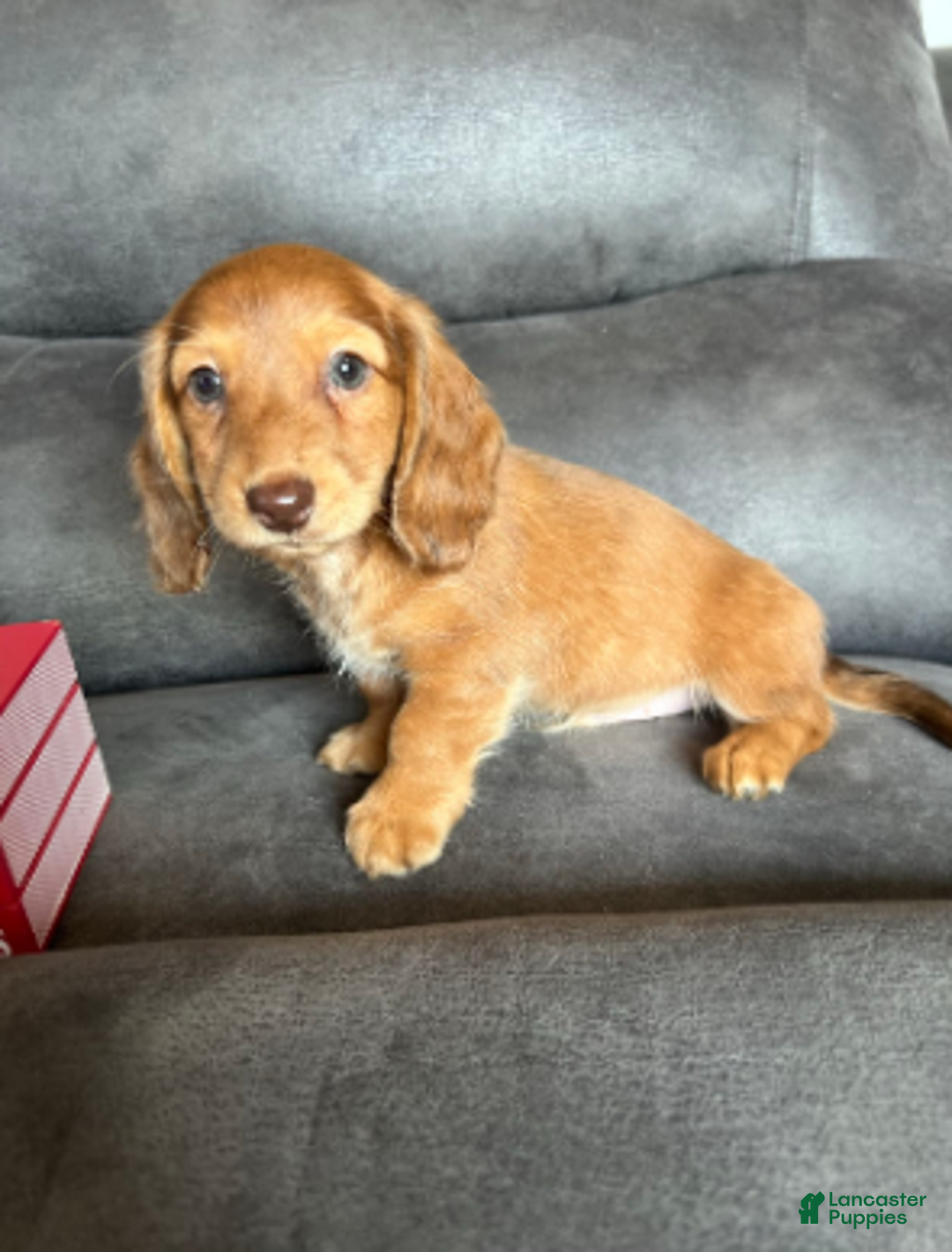 Dachshund dogs for sale: Duke - Ad 4
