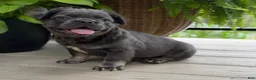 French Bulldog dogs for sale: Otis - Ad 4
